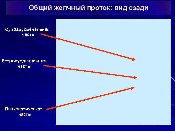 Общий желчный проток: вид сзади Супрадуоденальная часть Ретродуоденальная часть Панкреатическая часть 