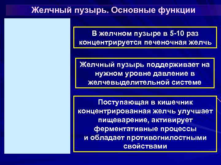 Желчный пузырь. Основные функции В желчном пузыре в 5 -10 раз концентрируется печеночная желчь