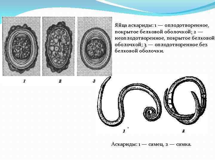 Яйца аскариды: 1 — оплодотворенное, покрытое белковой оболочкой; 2 — неоплодотворенное, покрытое белковой оболочкой;