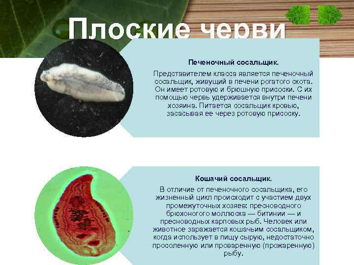 Классы паразитических плоских червей