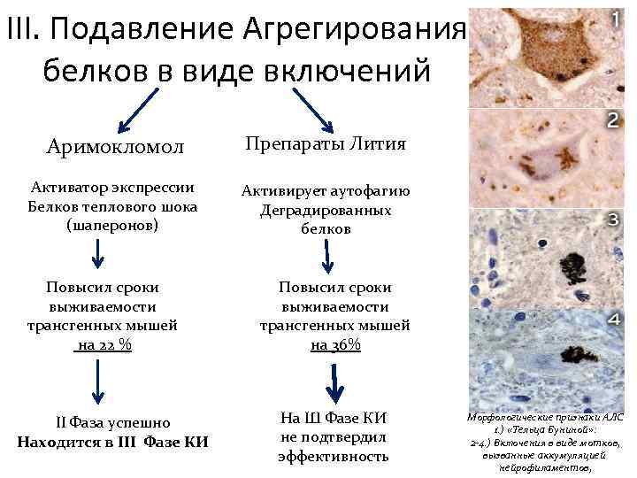 III. Подавление Агрегирования белков в виде включений Аримокломол Препараты Лития Активатор экспрессии Белков теплового