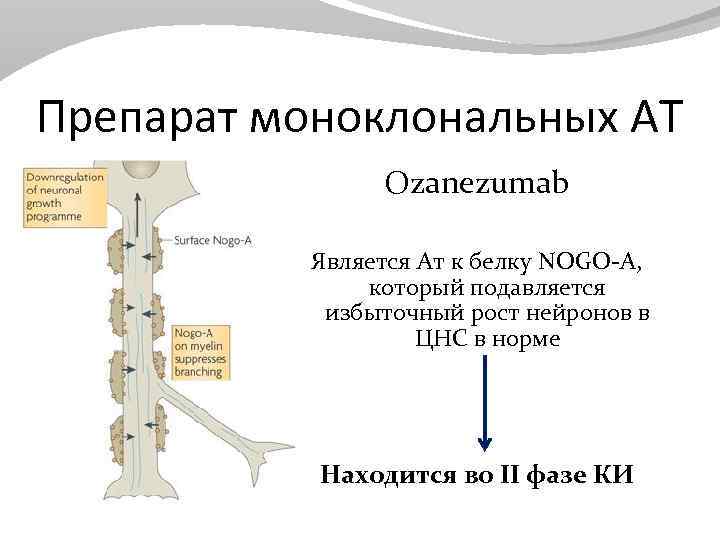 Препарат моноклональных АТ Ozanezumab Является Ат к белку NOGO-A, который подавляется избыточный рост нейронов