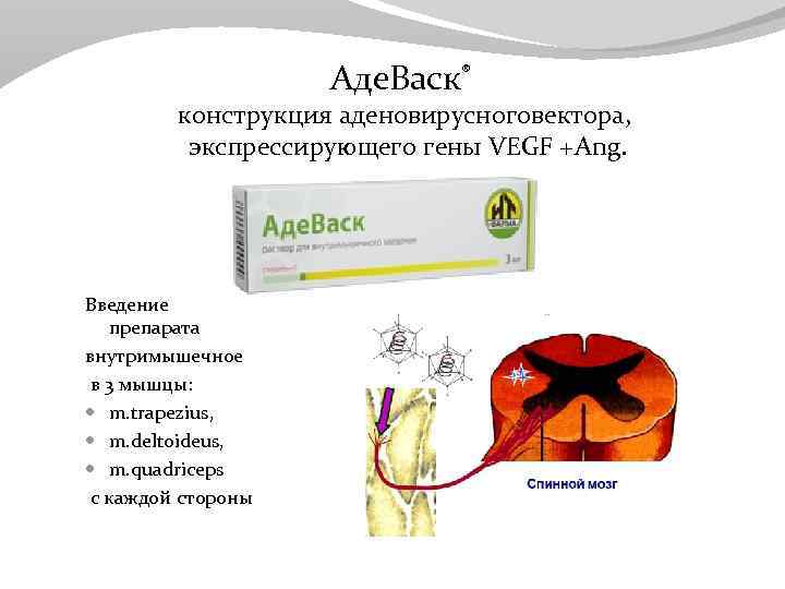 Аде. Васк® конструкция аденовирусноговектора, экспрессирующего гены VEGF +Ang. Введение препарата внутримышечное в 3 мышцы: