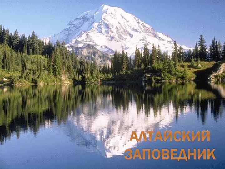АЛТАЙСКИЙ ЗАПОВЕДНИК 
