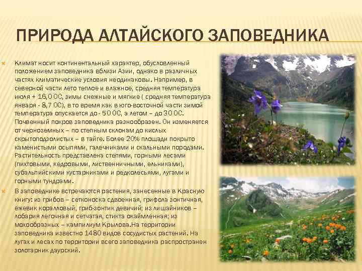 ПРИРОДА АЛТАЙСКОГО ЗАПОВЕДНИКА Климат носит континентальный характер, обусловленный положением заповедника вблизи Азии, однако в