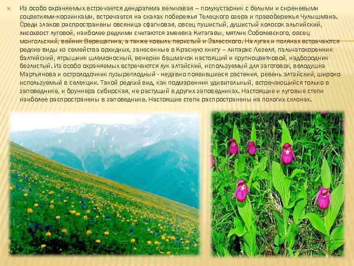  Из особо охраняемых встречается дендратема величавая – полукустарник с белыми и сиреневыми соцветиями-корзинками,