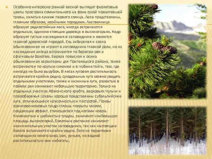  Особенно интересно ранней весной выглядят фиолетовые цветы прострела сомнительного на фоне сухой пожелтевшей