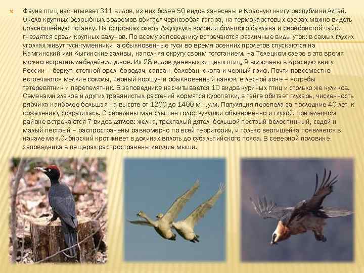  Фауна птиц насчитывает 311 видов, из них более 50 видов занесены в Красную