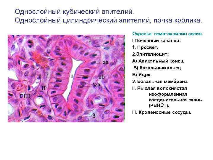 Цилиндрический эпителий в мокроте фото