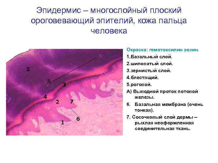 Мезотелий сальника препарат гистология