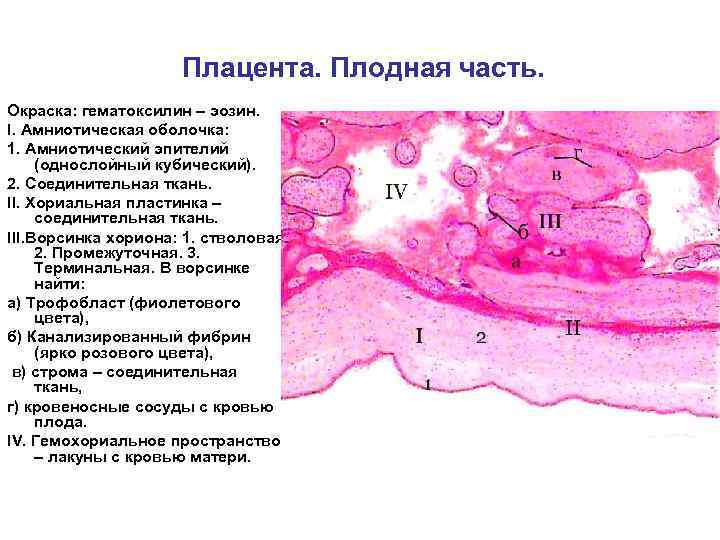 Плацента. Плодная часть. Окраска: гематоксилин – эозин. I. Амниотическая оболочка: 1. Амниотический эпителий (однослойный