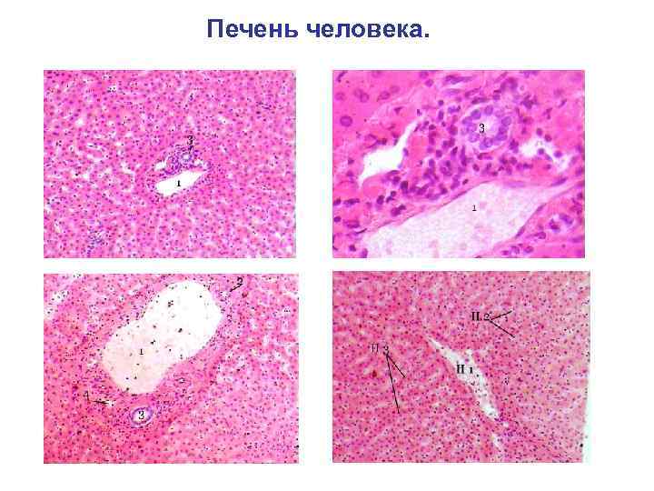 Печень человека. 