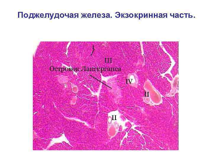 Поджелудочая железа. Экзокринная часть. 