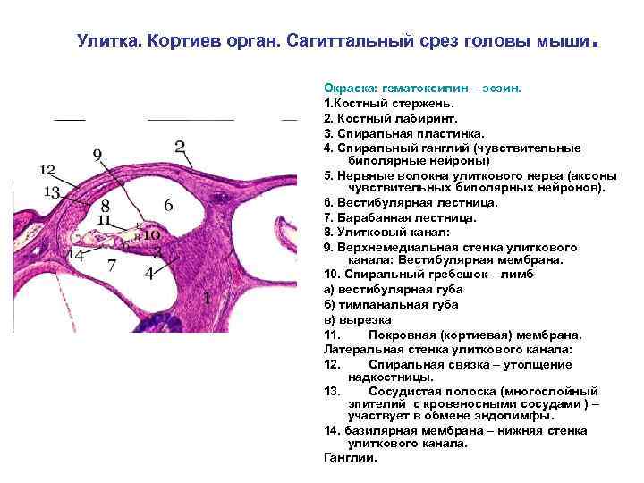 Улитка. Кортиев орган. Сагиттальный срез головы мыши . Окраска: гематоксилин – эозин. 1. Костный
