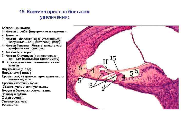 15. Кортиев орган на большом увеличении: I. Опорные клетки: 1. Клетки столбы (внутренние и