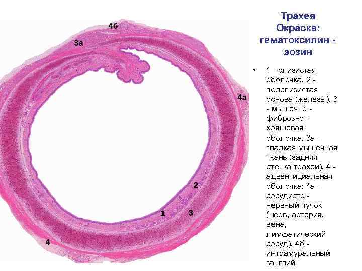 Трахея Окраска: гематоксилин эозин • 1 - слизистая оболочка, 2 подслизистая основа (железы), 3