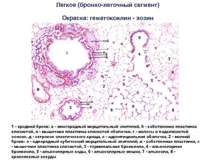 Легкое (бронхо-легочный сегмент) Окраска: гематоксилин - эозин 1 - средний бронх: а - многорядный