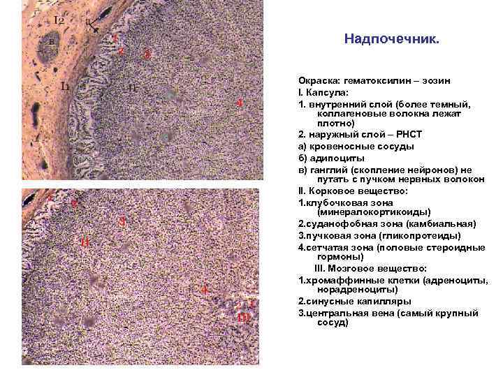 Надпочечник. Окраска: гематоксилин – эозин I. Капсула: 1. внутренний слой (более темный, коллагеновые волокна