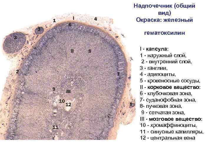 Надпочечник (общий вид) Окраска: железный гематоксилин I - капсула: 1 - наружный слой, 2