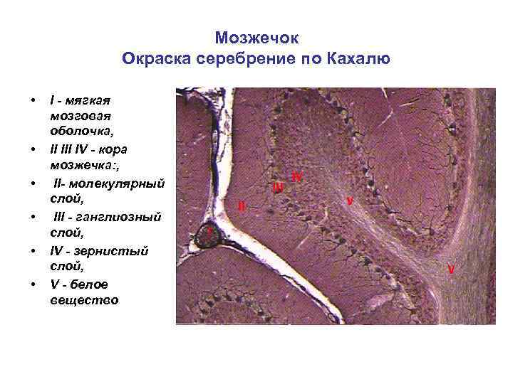 Мозжечок Окраска серебрение по Кахалю • • • I - мягкая мозговая оболочка, II