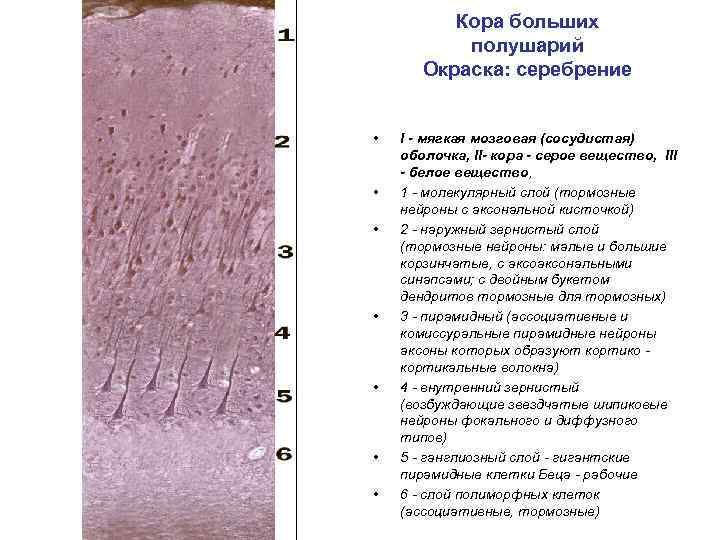 Кора больших полушарий Окраска: серебрение • • I - мягкая мозговая (сосудистая) оболочка, II-