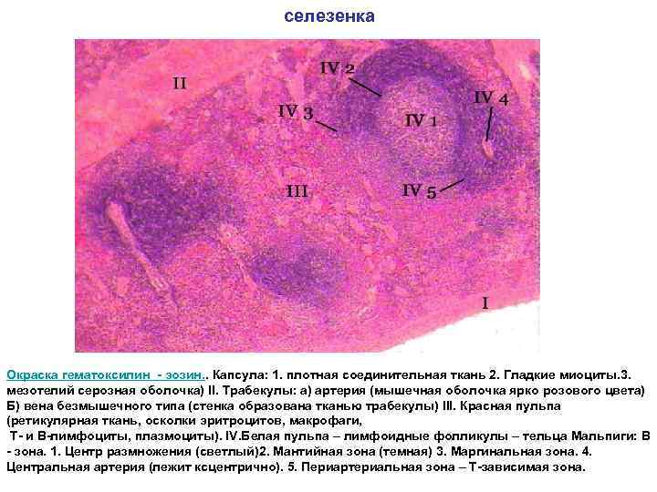 селезенка Окраска гематоксилин - эозин. . Капсула: 1. плотная соединительная ткань 2. Гладкие миоциты.