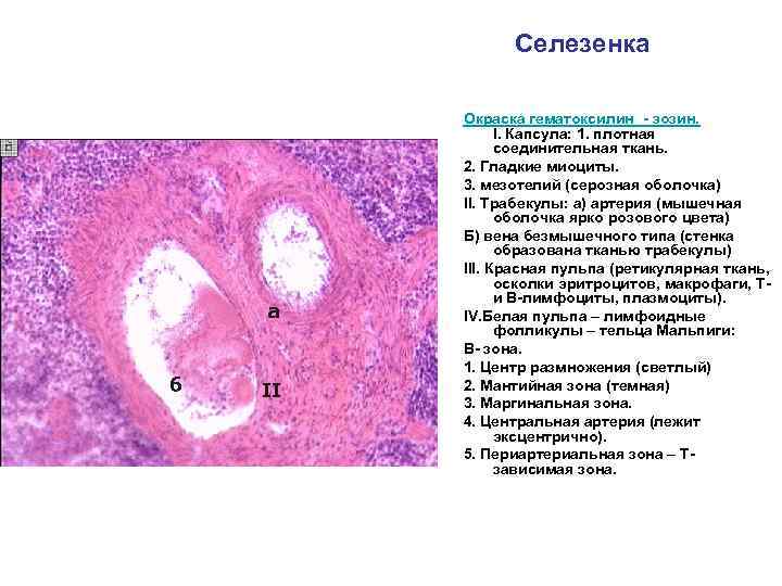 Селезенка а б II Окраска гематоксилин - эозин. I. Капсула: 1. плотная соединительная ткань.