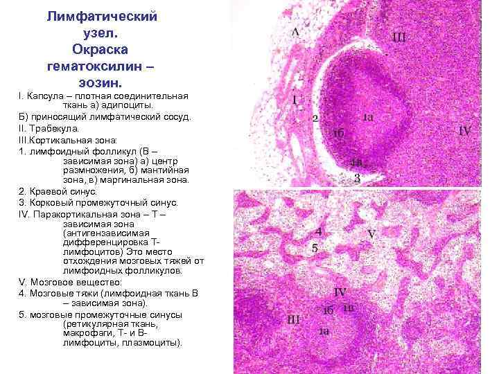 Лимфатический узел. Окраска гематоксилин – эозин. I. Капсула – плотная соединительная ткань а) адипоциты.