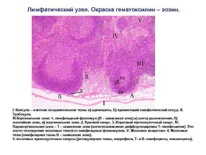 Лимфатический узел. Окраска гематоксилин – эозин. I. Капсула – плотная соединительная ткань а) адипоциты.