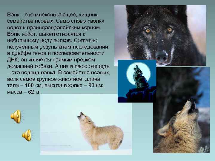 Волк – это млекопитающее, хищник семейства псовых. Само слово «волк» ведет к праиндоевропейским корням.