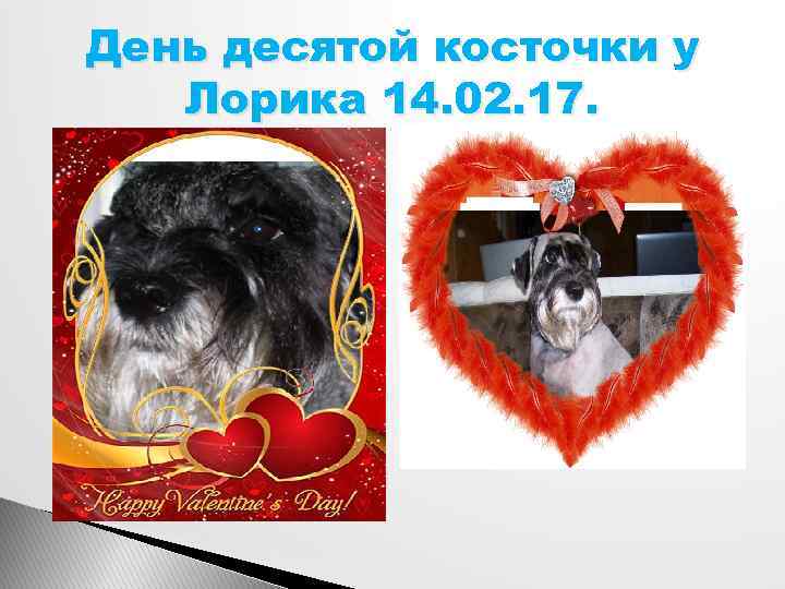 День десятой косточки у Лорика 14. 02. 17. 