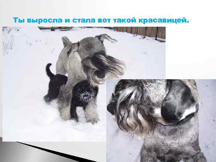 Ты выросла и стала вот такой красавицей. 