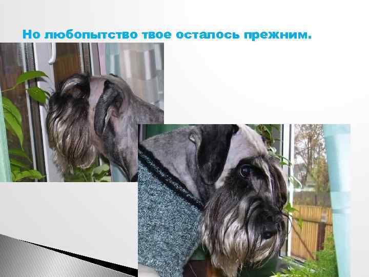 Но любопытство твое осталось прежним. 