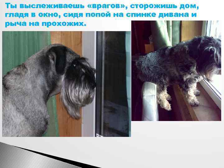 Ты выслеживаешь «врагов» , сторожишь дом, гладя в окно, сидя попой на спинке дивана