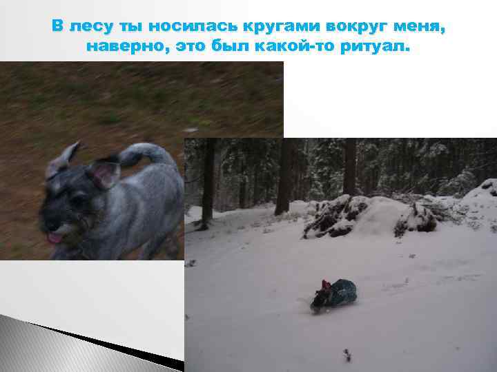 В лесу ты носилась кругами вокруг меня, наверно, это был какой-то ритуал. 