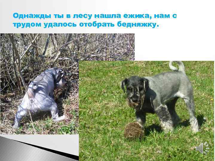 Однажды ты в лесу нашла ежика, нам с трудом удалось отобрать бедняжку. 