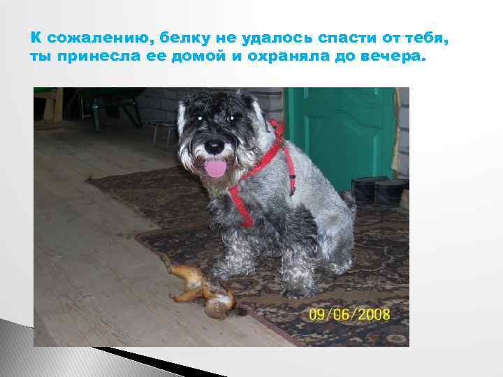 К сожалению, белку не удалось спасти от тебя, ты принесла ее домой и охраняла