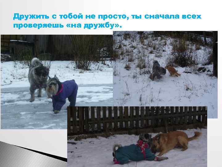 Дружить с тобой не просто, ты сначала всех проверяешь «на дружбу» . 