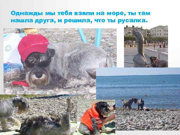 Однажды мы тебя взяли на море, ты там нашла друга, и решила, что ты