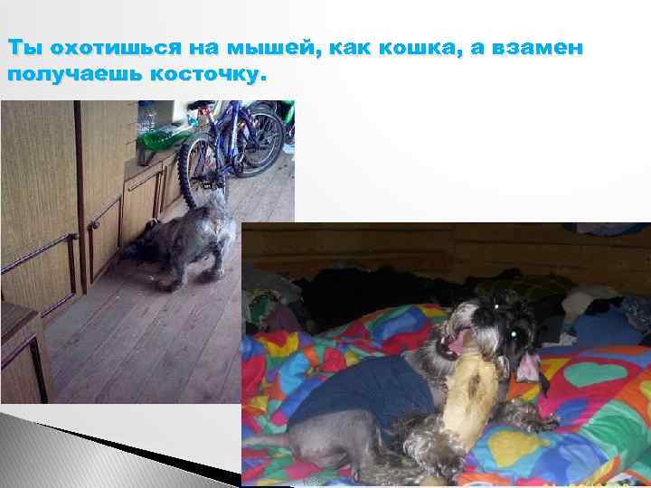 Ты охотишься на мышей, как кошка, а взамен получаешь косточку. 