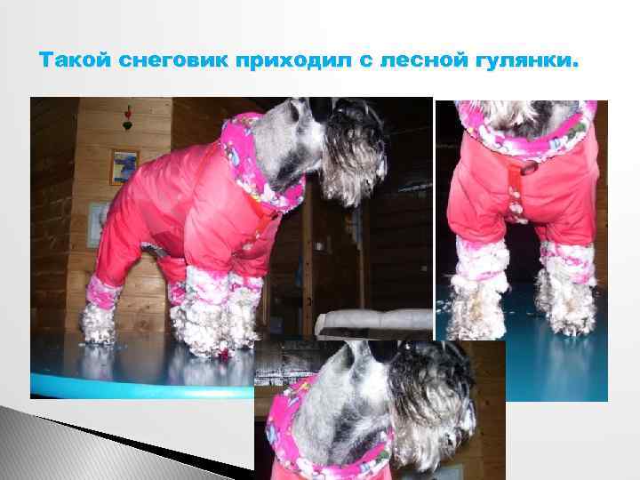 Такой снеговик приходил с лесной гулянки. 