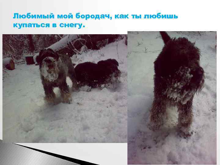 Любимый мой бородач, как ты любишь купаться в снегу. 