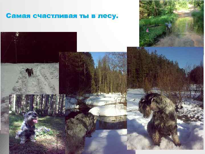 Самая счастливая ты в лесу. 