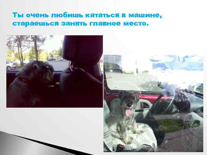 Ты очень любишь кататься в машине, стараешься занять главное место. 