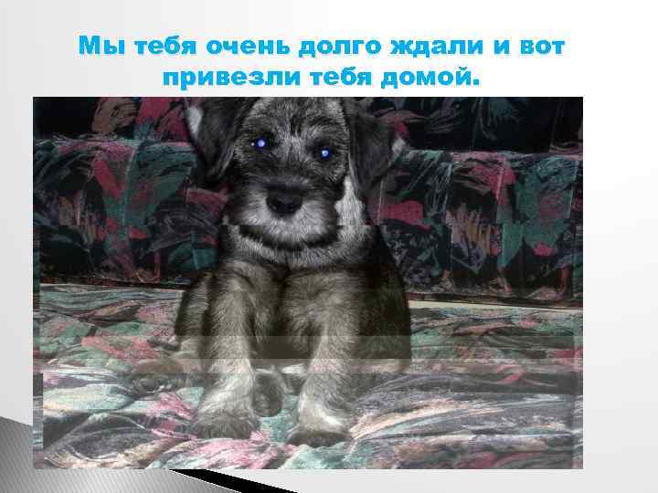 Мы тебя очень долго ждали и вот привезли тебя домой. 