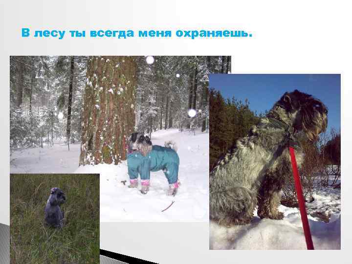 В лесу ты всегда меня охраняешь. 