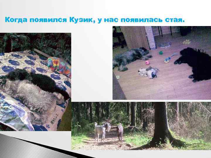 Когда появился Кузик, у нас появилась стая. 