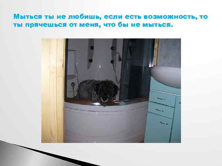Мыться ты не любишь, если есть возможность, то ты прячешься от меня, что бы