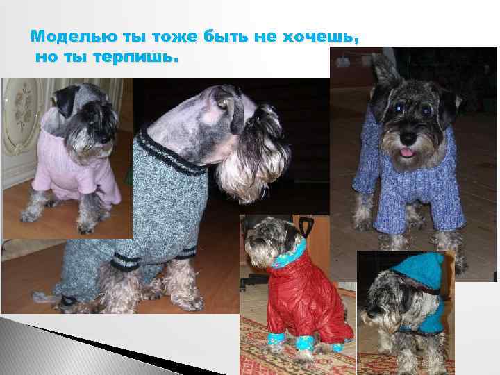 Моделью ты тоже быть не хочешь, но ты терпишь. 