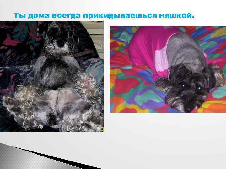 Ты дома всегда прикидываешься няшкой. 